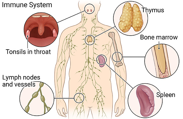 Immune system showing location of tonsils, lymph nodes, spleen, bone marrow, and thymus.