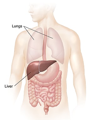 Front view of torso showing GI tract, liver, and lungs.