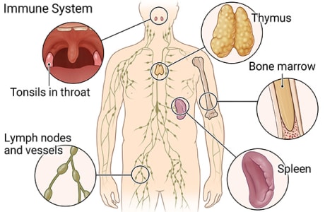 Immune system, including tonsils, thymus, bone marrow, spleen, and lymph nodes.